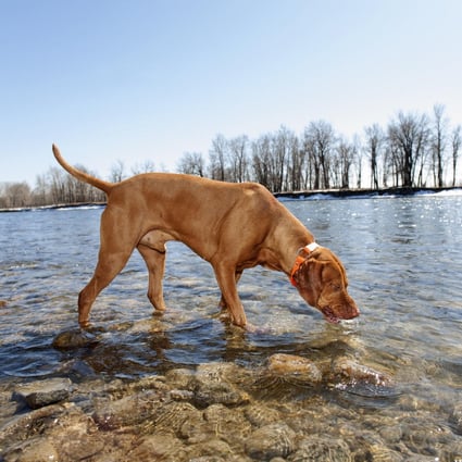 Diarrhoea leaves a bad smell when giardiasis is suspected South China