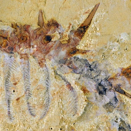 A fossil ofCollinsium ciliosum, found in the Xiaoshiba deposit of southern China.Photo: Reuters