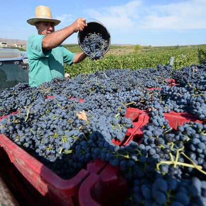 Romanian grapes are picked by farm workers as US private equity firm Paine & Partners acquired European Union agricultural producer, Spearhead International, which has operations in Romania and several other countries. Photo: AFP 