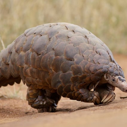 The pangolin's scales possess self-healing properties that could be used to develop reusable bulletproof vests. Photo: David Brossard