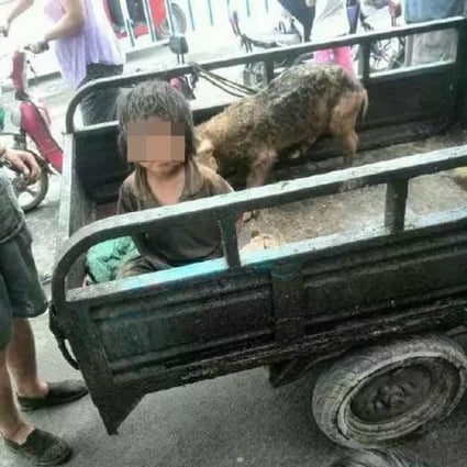 Pictures of a dirty, long-haired Little Hongbo alongside a pig in the back of a trailer sparked outrage among social media users. Photo: Qq.com