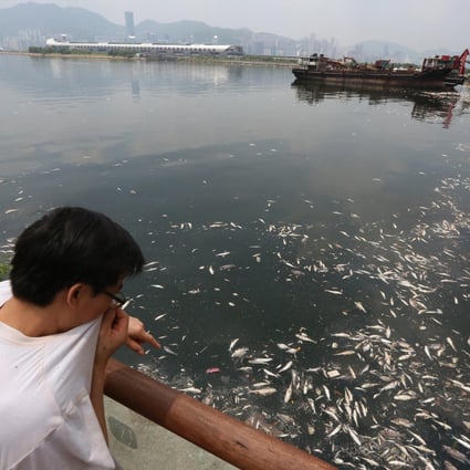 Dead fish float near Kwun Tong Pier as algal blooms, global warming and tropical storms are among the suggested causes. Photo: Felix Wong