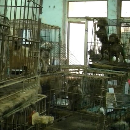 A "puppy mill" breeding dogs in Tai Kok Tsui. Photo: SMP Pictures