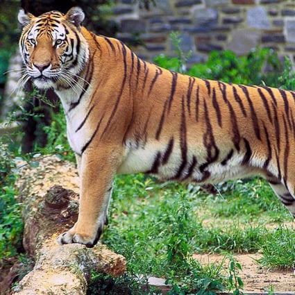Bengal tigers live mainly in India, where nationwide there are 2,226, with smaller populations in Bangladesh, Nepal, Bhutan, China and Myanmar.