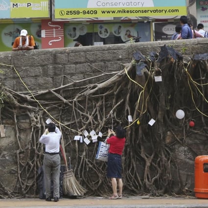 A mass of stumpy roots clinging to the stone wall is all that remains of four banyan trees that succumbed to the government's axe on Bonham Road, Sai Ying Pun, without warning on Friday night. Photos: David Wong