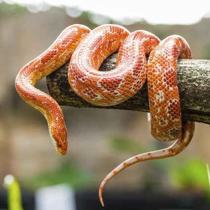 dream about lots of snakes meaning dream about lots of snakes meaning