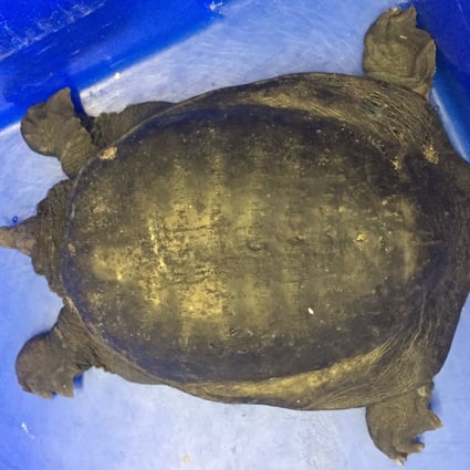 Long way from home?  This Chinese soft-shelled marsh turtle was found in Boston. Photo: AP