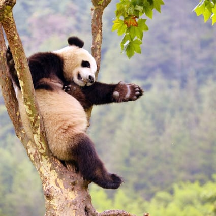 While pandas spend most of their time lazing around, people in Chengdu, Sichuan province - known for its panda sanctuaries and spicy hot pot - have been working hard to prosper. Photo: Xinhua