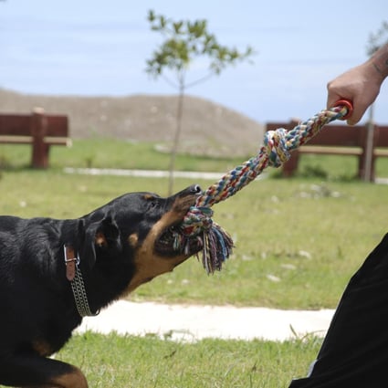 Possessive aggression in dogs occurs when the animal is defending its resources, such as toys. Photo: Thinkstock