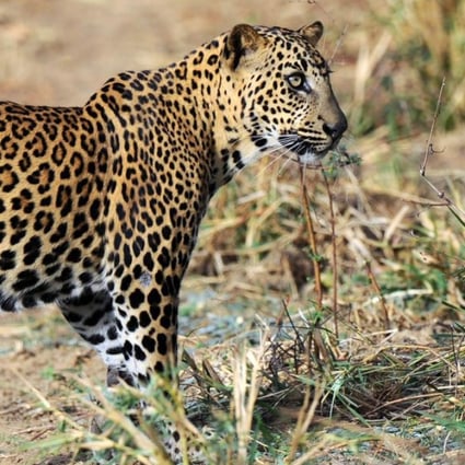 Tourists replace rebels as Sri Lanka national park famed for its leopards  blooms | South China Morning Post