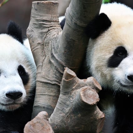 Your panda questions answered as Ying Ying prepares for historic cub