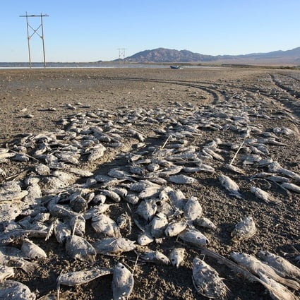 Dead fish on the shore of the Salton Sea in northern California in 2012. Claire Vaye Watkins' debut novel imagines ecological catastrophe has overwhelmed the western US. Photo: AFP