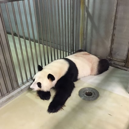 Close relationship with panda Ying Ying left Hong Kong researchers