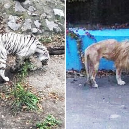 Photos of a thin tiger and lion at Beijing Zoo have caused a stir online,  but zoo officials insist the animals suffer from genetic defects, not neglect. Photos: Beijing Times