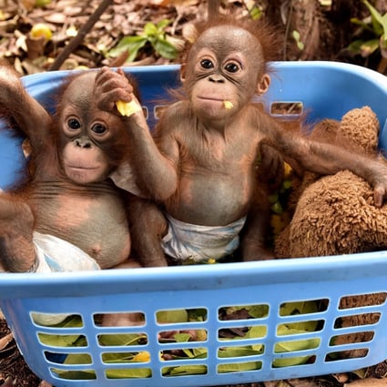 Baby orangutans, which had previously suffered from respiratory problems, sitting in a basket at a nursery in the rehabilitation centre operated by the BOSF on the outskirts of Palangkaraya in Central Kalimantan.  Photo: AFP