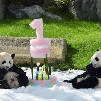 Japan S Twin Pandas Ohin And Tohin Turn One Eat Ice Cakes South China Morning Post