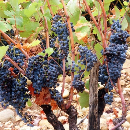 Wine Chateauneuf Du Pape S Domaine De Beaurenard Fit For A Pope South China Morning Post Wine Chateauneuf Du Pape S Domaine De Beaurenard Fit For A Pope South China Morning Post