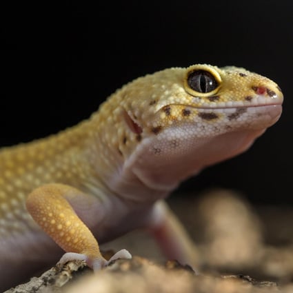 Buying A Pet Reptile Here S What You Need To Know South China Morning Post