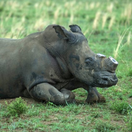 Call to legalise rhino horn trade splits world's environmentalists | South China Morning Post