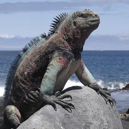Aaaargh! A Galapagos Monster!