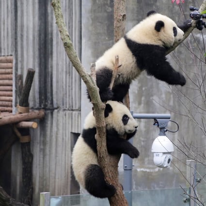 Humans probably walked more than these giant pandas in Chengdu did during the Lunar New Year (Source: Reuters)