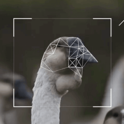 Facial recognition for goose (Picture: Tencent)