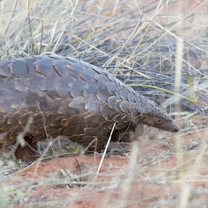 A pangolin in South Africa. Photo: AFP