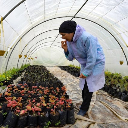 Organic flower farmer Sonia Ibidhi in the greenhouse of her small farm, where she produces edible flowers. Photo: Fethi Belaid/AFP