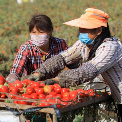 Farmers harvest tomatoes in Bohu County, in northwest Xinjiang Uygur Autonomous Region, on August 5, 2020. Photo: Xinhua