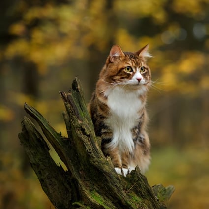 kuril bobtail russian cat walking outdoor in the forest