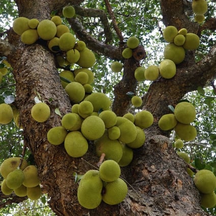 Falling giant jackfruits have proved dangerous for visitors to Tijuca National Park in Rio de Janeiro, Brazil. Many Brazilians don’t like the taste of the fruit, but advocates argue it is nutritious and can feed the poor. Photo: Getty Images