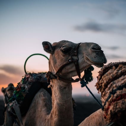 Morocco, north Africa’s land of contrasts, awaits the opening up of post-pandemic travel. Photo: Jack Single