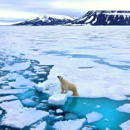 Why China S Polar Bear Hotel Is Just About Animal Cruelty South China Morning Post