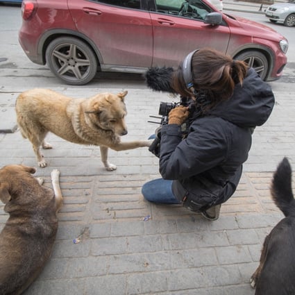 Elizabeth Lo films Stray on the streets of Istanbul. Photo: Stray