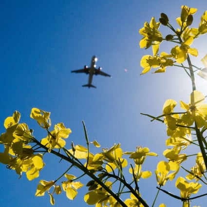 Sustainable aviation fuels (SAFs), derived from biological or synthetic feedstocks, offer a solution for a world hooked on air travel but imperilled by climate breakdown. Photo: Picture Alliance via Getty Images