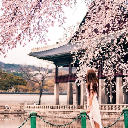 Where To See Cherry Blossoms In Korea Japan The Philippines And Vietnam 14 Spots Across Asia To Add To Your Post Pandemic Travel Bucket List South China Morning Post