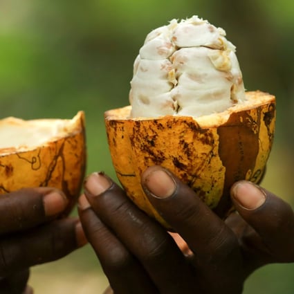A farmer holds a cocoa pod in Alepe, Ivory Coast, showing the fruit that surrounds the seed. Photo: Reuters
