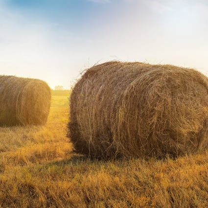 China consumes about 1 million tonnes of hay a year, the Global Times said citing industry sources. It said 300,000 tonnes comes from Australia, its sole source of hay imports, with domestic producers supplying the rest. Photo: Shutterstock Images