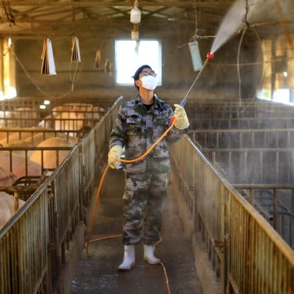 China is looking to rebuild its pig population, which was devastated by African swine fever. Photo: EPA-EFE