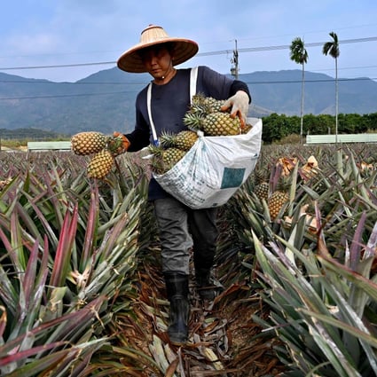 A pineapple farmer harvests his crop in Taiwan’s Pingtung county. A Chinese ban has sparked a flood of patriotic pineapple buying and forced restaurants to come up with inventive new menu choices, but raised questions about Taipei’s overwhelming economic reliance on its giant neighbour. Photo: AFP 