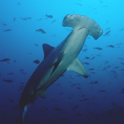 A hammerhead shark swims off the Galapagos islands. Galapagos is aiming for 100 per cent immunisation to boost tourism there. Photo: Getty Images