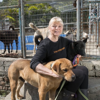 Narelle Pamuk with some of her dogs at the Sai Kung Stray Friends Foundation. The shelter has put out an urgent call for donations. Photo: Antony Dickson