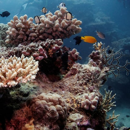 As marine life flees to cooler waters due to global warming, history warns this could lead to mass extinction | South China Morning Post As marine life flees to cooler waters due to global warming, history warns this could lead to mass extinction | South China Morning Post