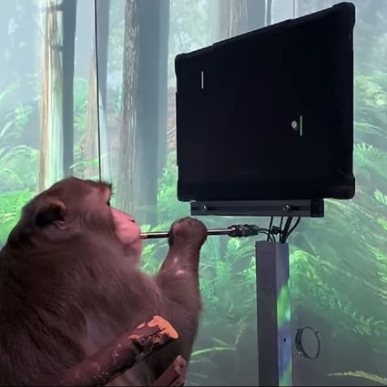A still from the video uploaded by Elon Musk’s Neuralink start-up showing a macaque monkey named ‘Pager’ playing the video game Pong using its mind. Photo: YouTube