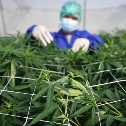 A worker inspects marijuana leaves at a farm in Thailand. Photo: Reuters