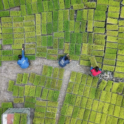 Farmers at a seedling base in Jianhe in China’s southwestern Guizhou province. Chinese insurers’ rising exposure to agriculture was of particular concern, according to Moody’s, because of increasing economic losses from floods and storms, as well as the companies’ underinsuring of this exposure. Photo: AFP
