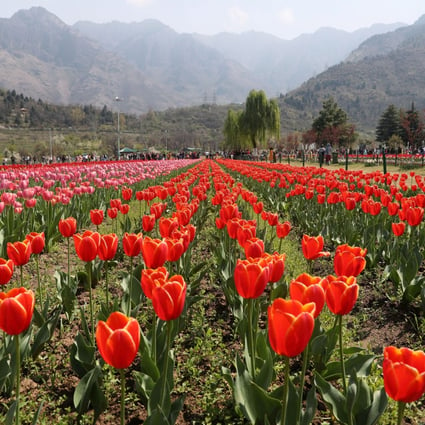The Tulip Garden in Srinagar is a prime attraction for tourists. Photo: EPA-EFE