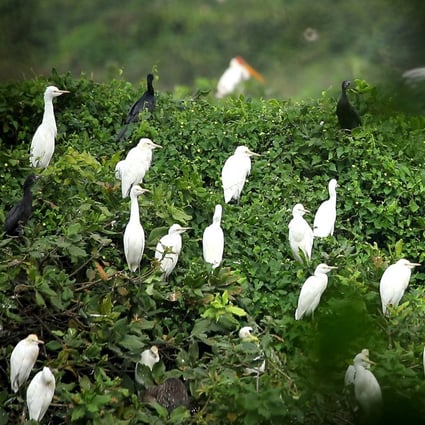 Some of the birds that call Vedanthangal home. Photo: Arun and Shyam