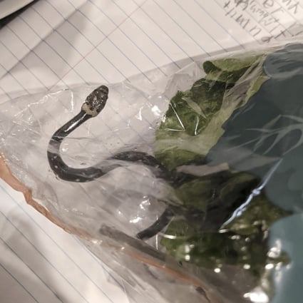 Snake Salad Australian Man Freaked Out After Finding 20cm Reptile In Lettuce Bought At Supermarket South China Morning Post