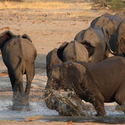 A herd of elephants at a watering hole inside Hwange National Park in Zimbabwe. File photo: Reuters